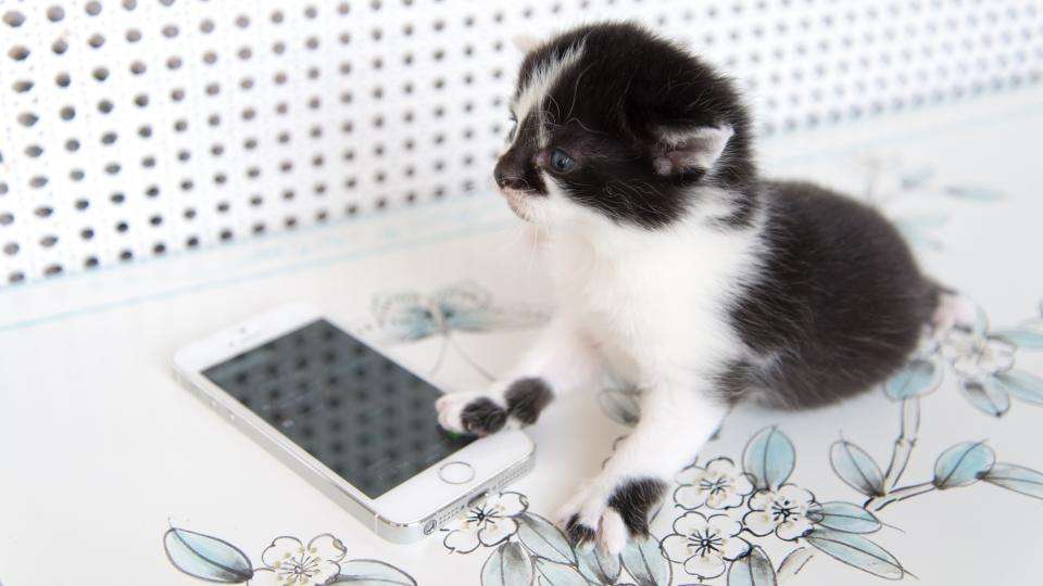 Is the iPhone 6 Plus too big? We find out with kittens